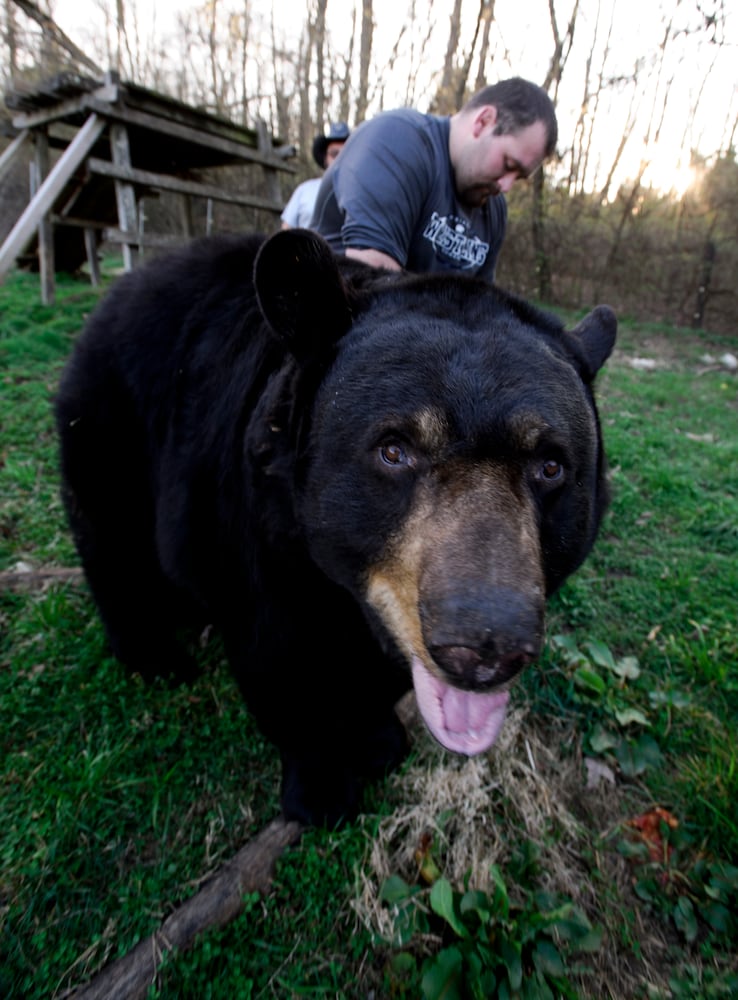 Buddy the bear