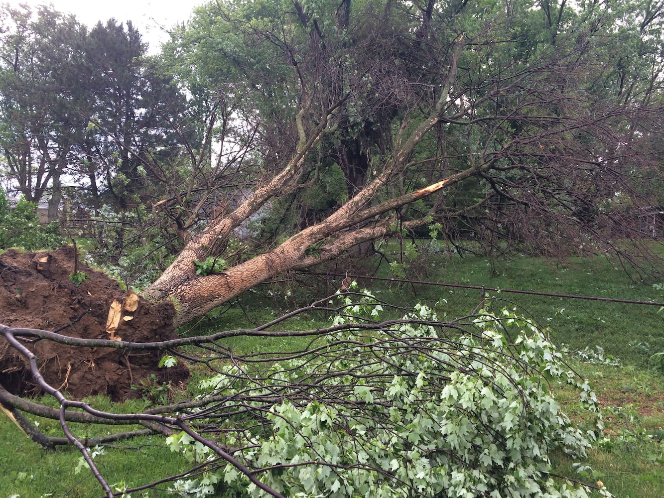Storm damages trees, houses