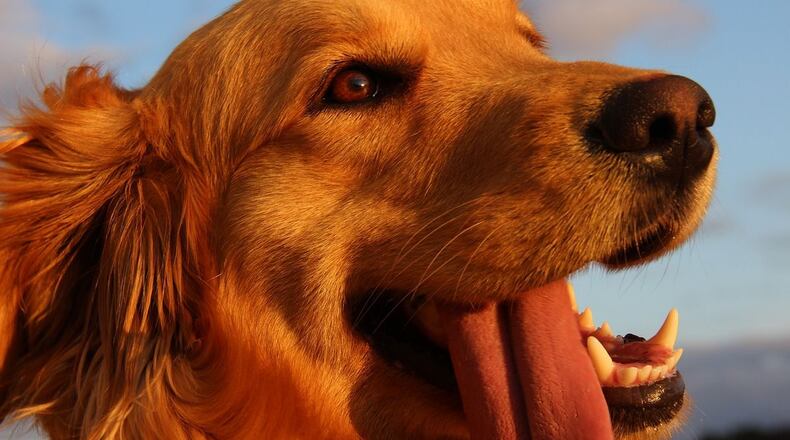 FILE PHOTO: Tampa, Florida, meteorologist Paul Dellegatto's golden retriever Brody made a cameo during a weather forecast last month.