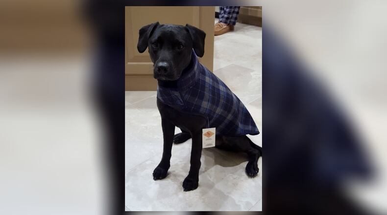 Teddy wears his winter coat. KARIN SPICER/CONTRIBUTED