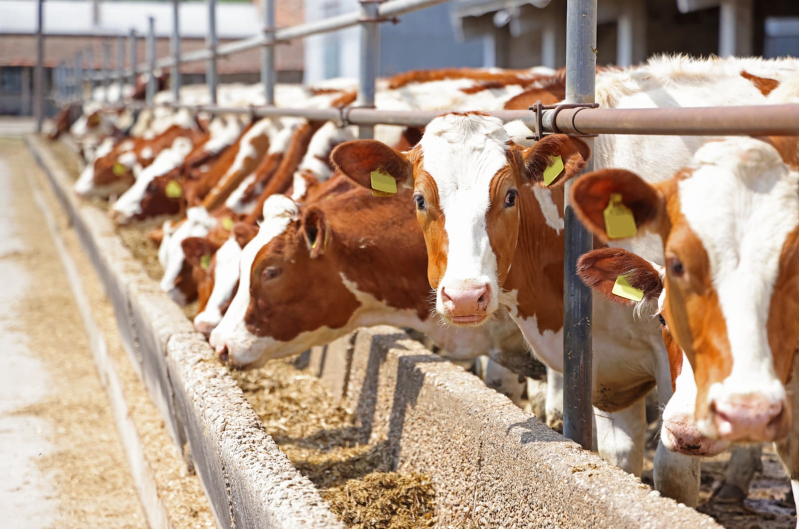 Screening genomes has allowed scientists to discover the combination of genes that enhances milk production in dairy cows. Farmers can intentionally breed individuals with the right combinations of milk-producing genes while keeping an eye on what other genes the animals have or lack. ISTOCK