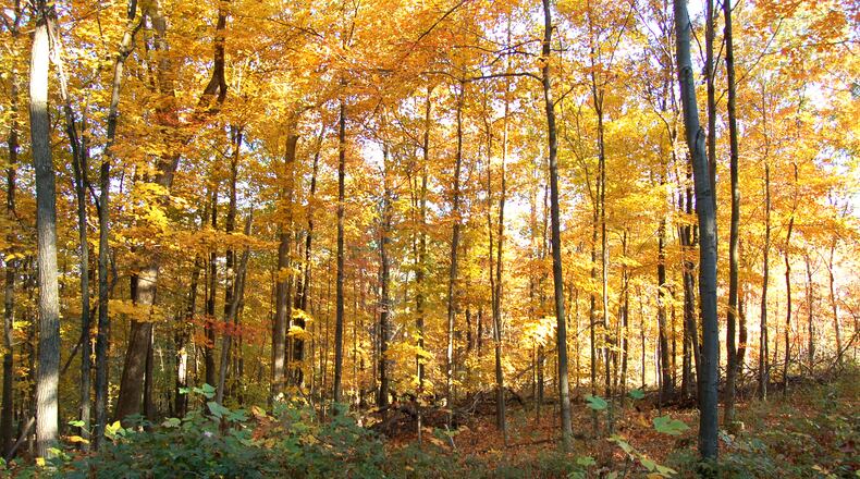 Nature puts on a show in the fall with peak colors in Southwest Ohio just a few weeks away. CONTRIBUTED