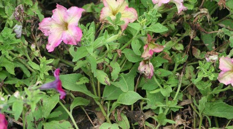 Botrytis on petunia occurs during cool wet weather. CONTRIBUTED