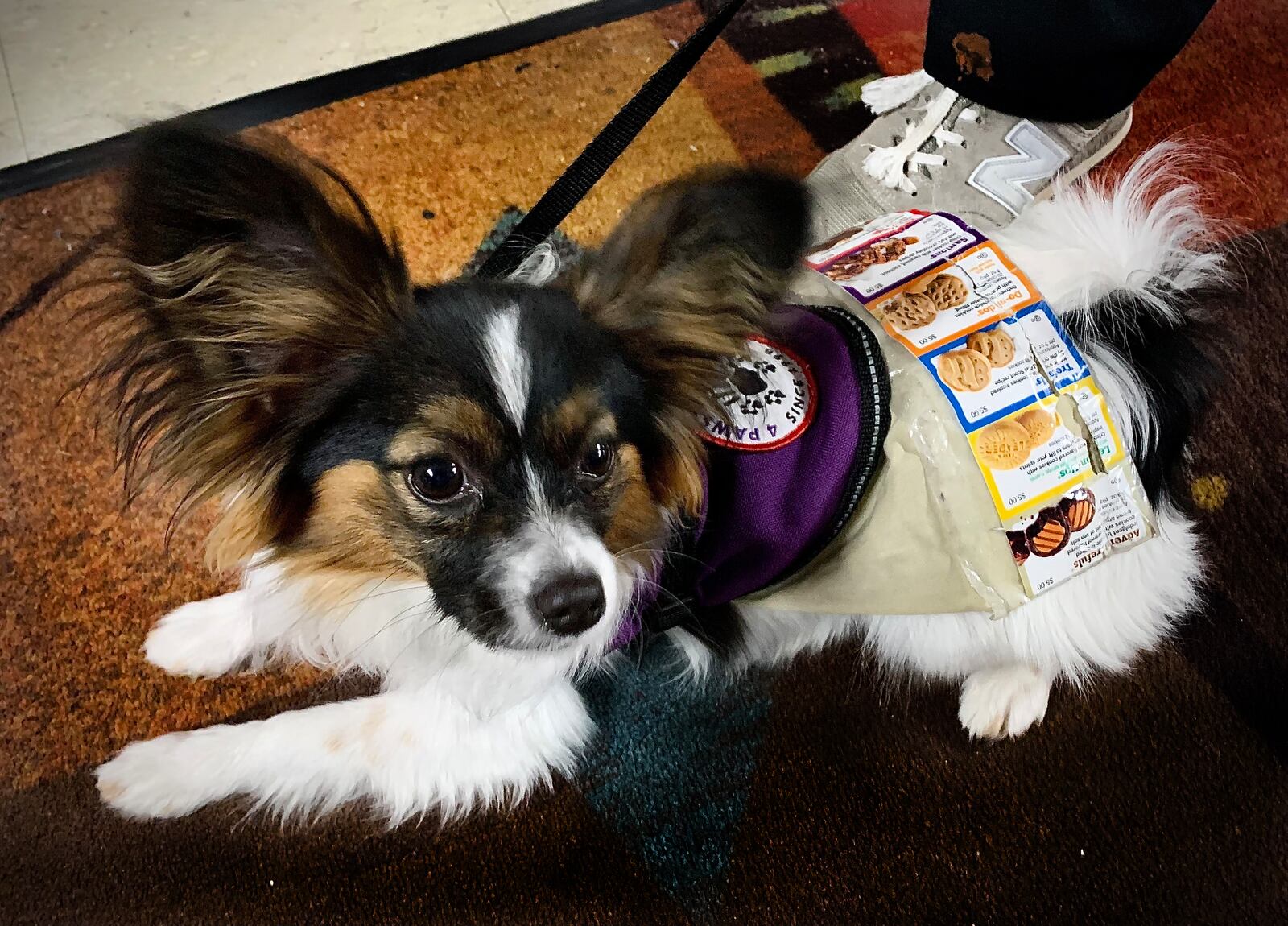 He's the No. 1 sales dog, with the brochure right on his back. Lucas, a 7 month old pup, was helping Joann Miner sell Girl Scout cookies at the Marian Lanes in Huber Heights on Friday night, March 3, 2023. MARSHALL GORBY\STAFF
