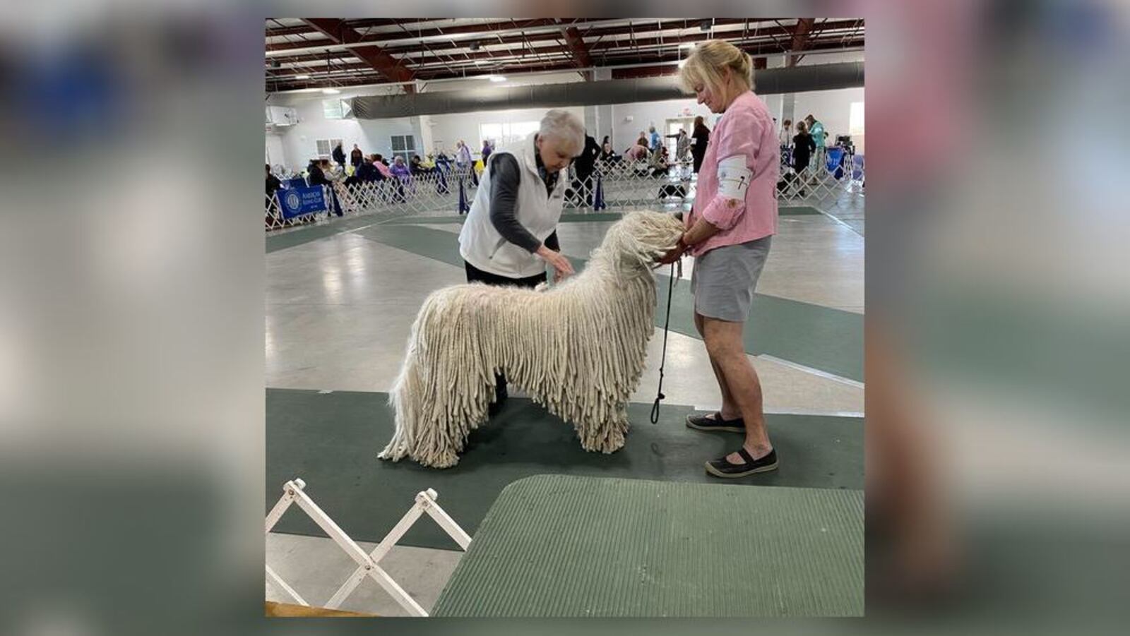 Photos of the Fort St. Clair Kennel Club Dog Show in 2024. CONTRIBUTED