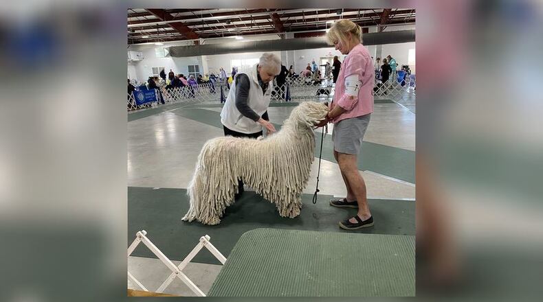 Photos of the Fort St. Clair Kennel Club Dog Show in 2024. CONTRIBUTED