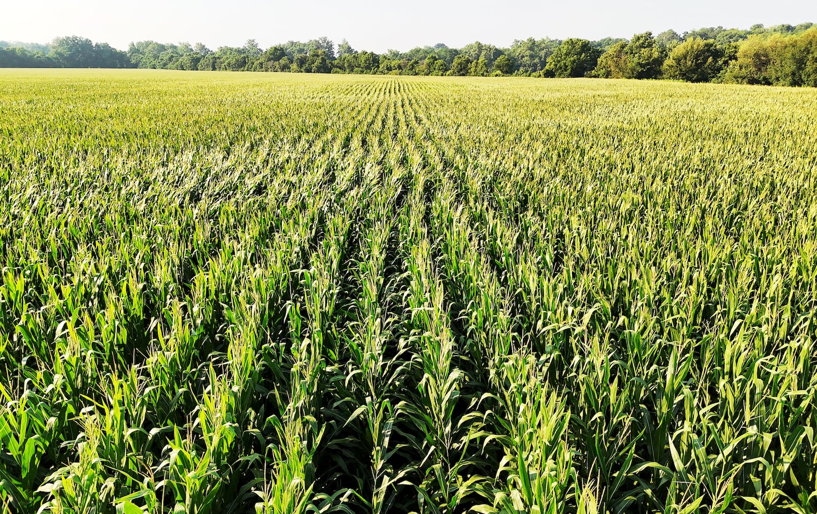 Corn grows in a field at the Hasselbrock family farm in Morgan Township in Butler County. NICK GRAHAM/STAFF