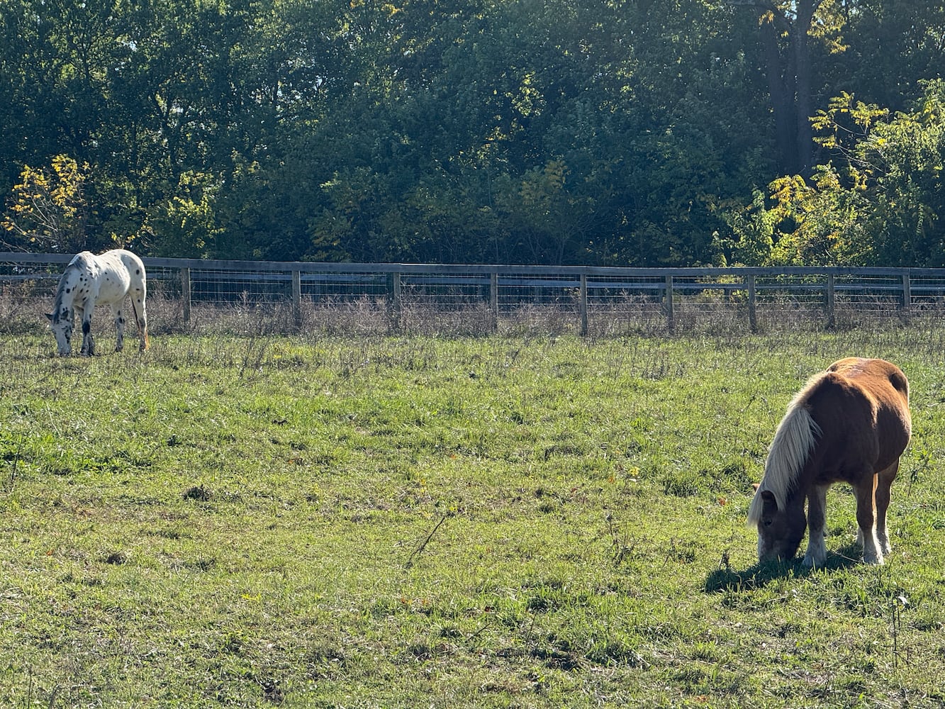 Aullwood Audubon Construction