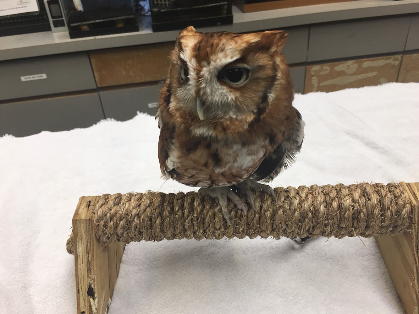 Boonshoft Museum of Discovery: Owl
