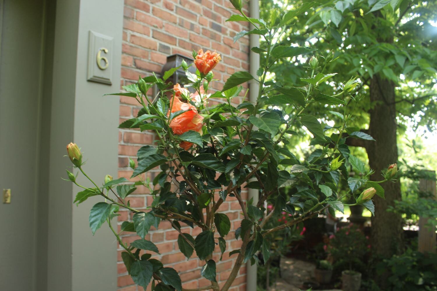 Josh Stucky's secret garden