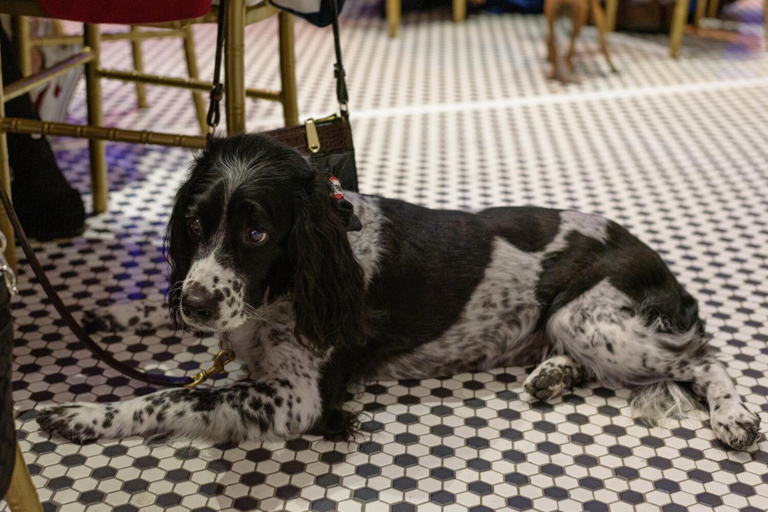 PHOTOS: Did we spot you at the Pet Afflaire Gala at the Dayton Arcade?