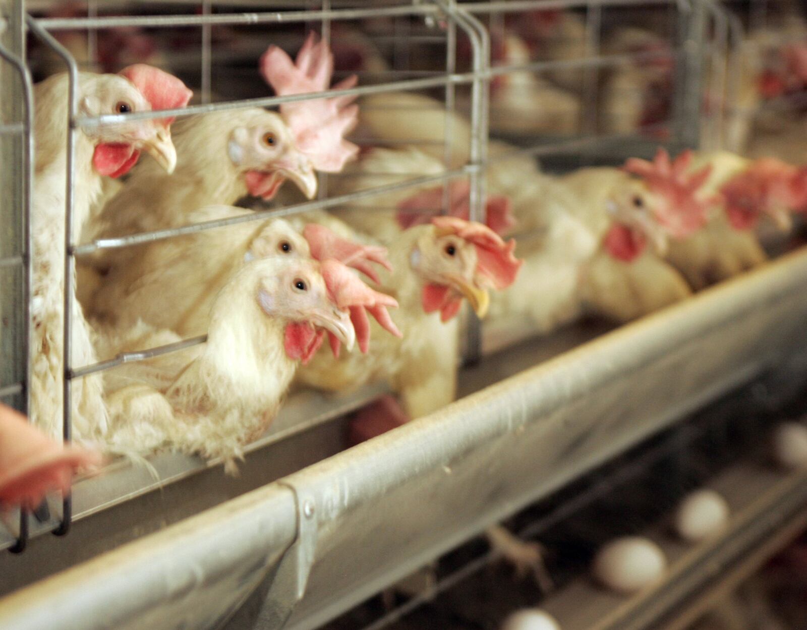 This file photo shows egg-producing chickens in a barn at the Heartland Quality Egg Farm in Logan County, Ohio. Avian flu has decimated chicken and turkey flocks across a dozen states. STAFF FILE