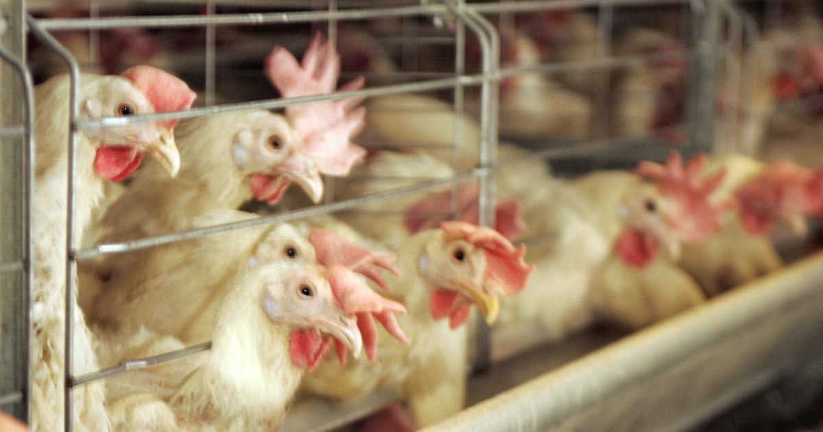 Ohio Bird Flu Case