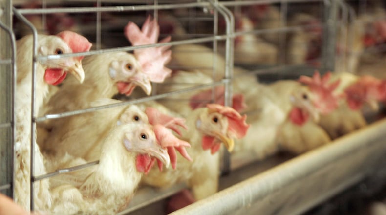 This file photo shows egg-producing chickens in a barn at the Heartland Quality Egg Farm in Logan County, Ohio. Avian flu has decimated chicken and turkey flocks across a dozen states. STAFF FILE