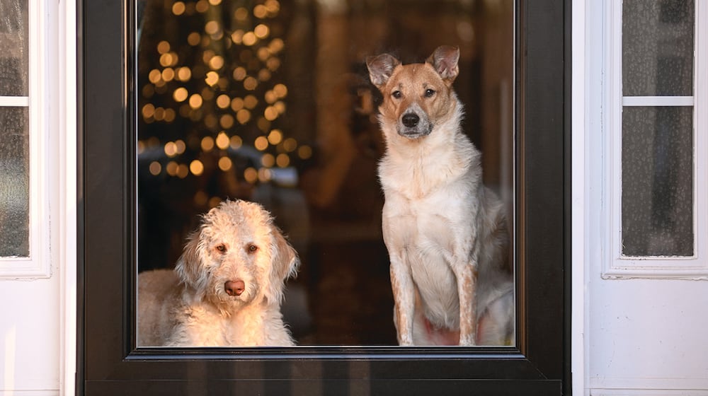 Digestive issues or blockages can affect pets who ingest tinsel or ribbons at the holidays. Select pet-safe ribbons or garlands, and skip the tinsel entirely. METRO CREATIVE CONNECTION