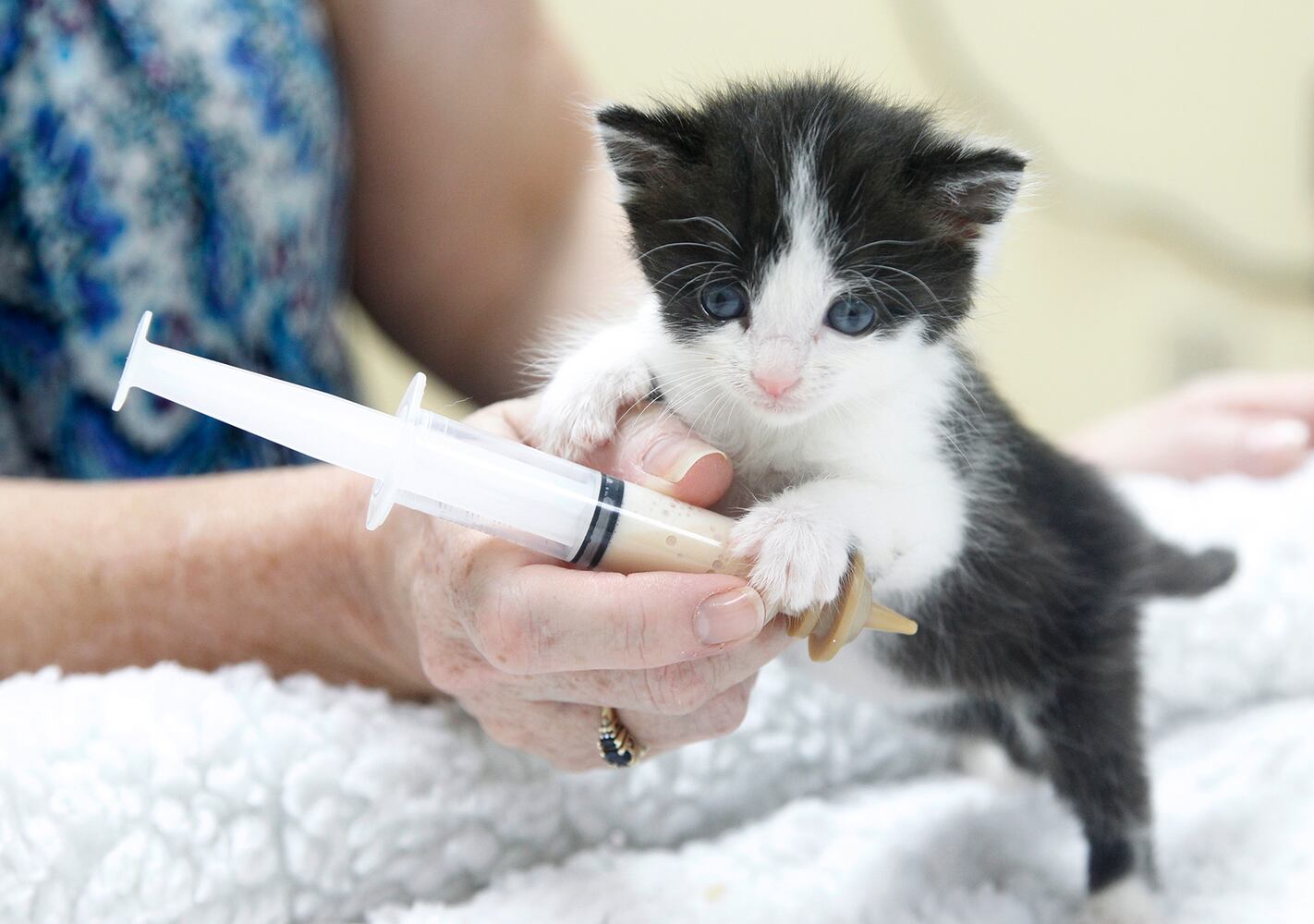Bottle baby kittens