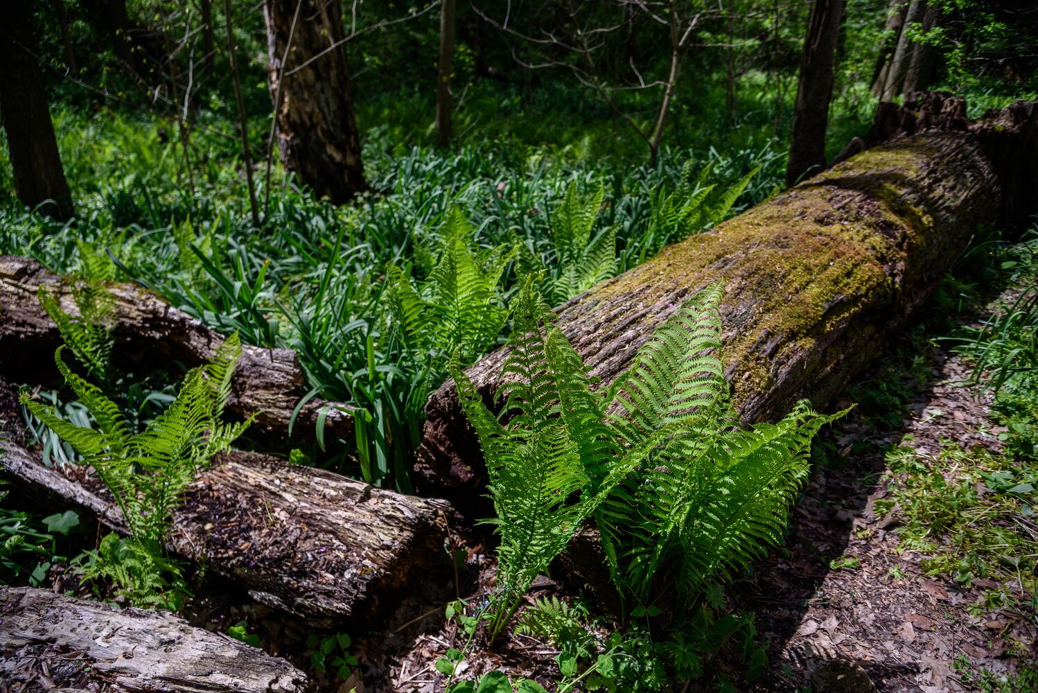 PHOTOS: Gorgeous Aullwood Garden is in full bloom