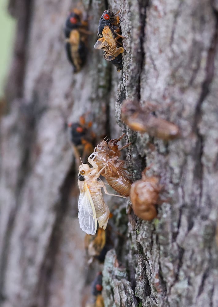 Caesar Creek State Park Cicadas 052825 DDN