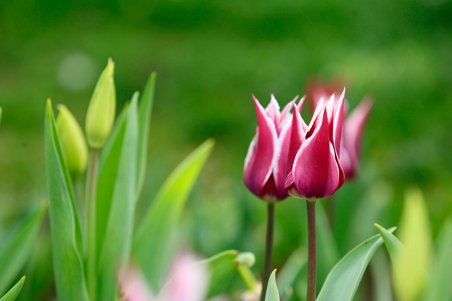 PHOTOS: Tulip time! Oakwood’s Smith Memorial Gardens is overflowing with colorful blooms