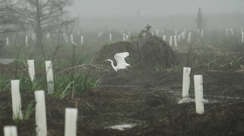 An egret takes off in a wetland with newly-planted trees Friday, Jan. 23, 2026, in Meraux, La. (AP Photo/Joshua A. Bickel)