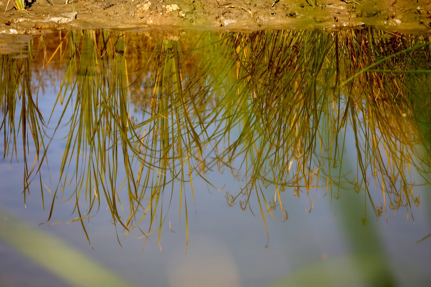 PHOTOS: New hiking trails at Germantown MetroPark explore a landscape of beauty