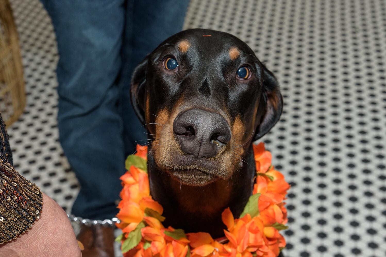 PHOTOS: Did we spot you at the Pet Afflaire Gala at the Dayton Arcade?