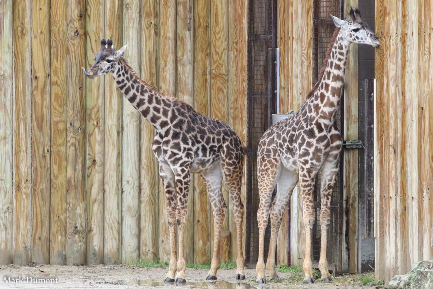 PHOTOS: Fall in love with Cincinnati Zoo babies