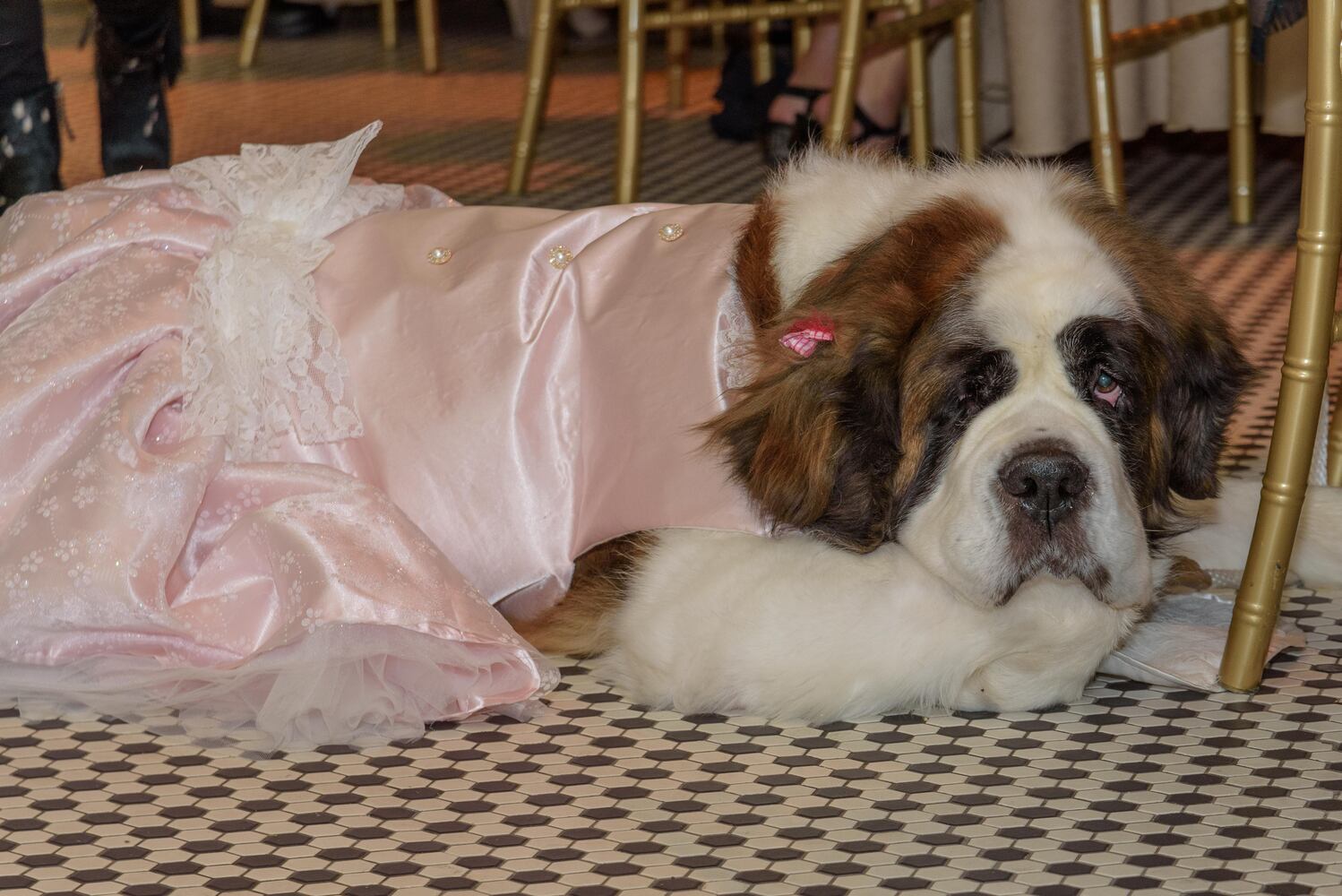 PHOTOS: Did we spot you at the Pet Afflaire Gala at the Dayton Arcade?