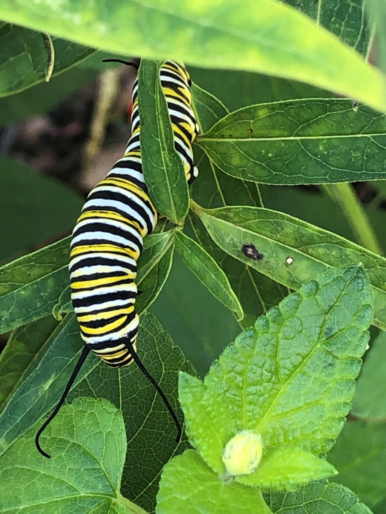 A Monarch caterpillar on the writer's Milkweed plant. It is the only plant that sustains the species. (CONTRIBUTED)