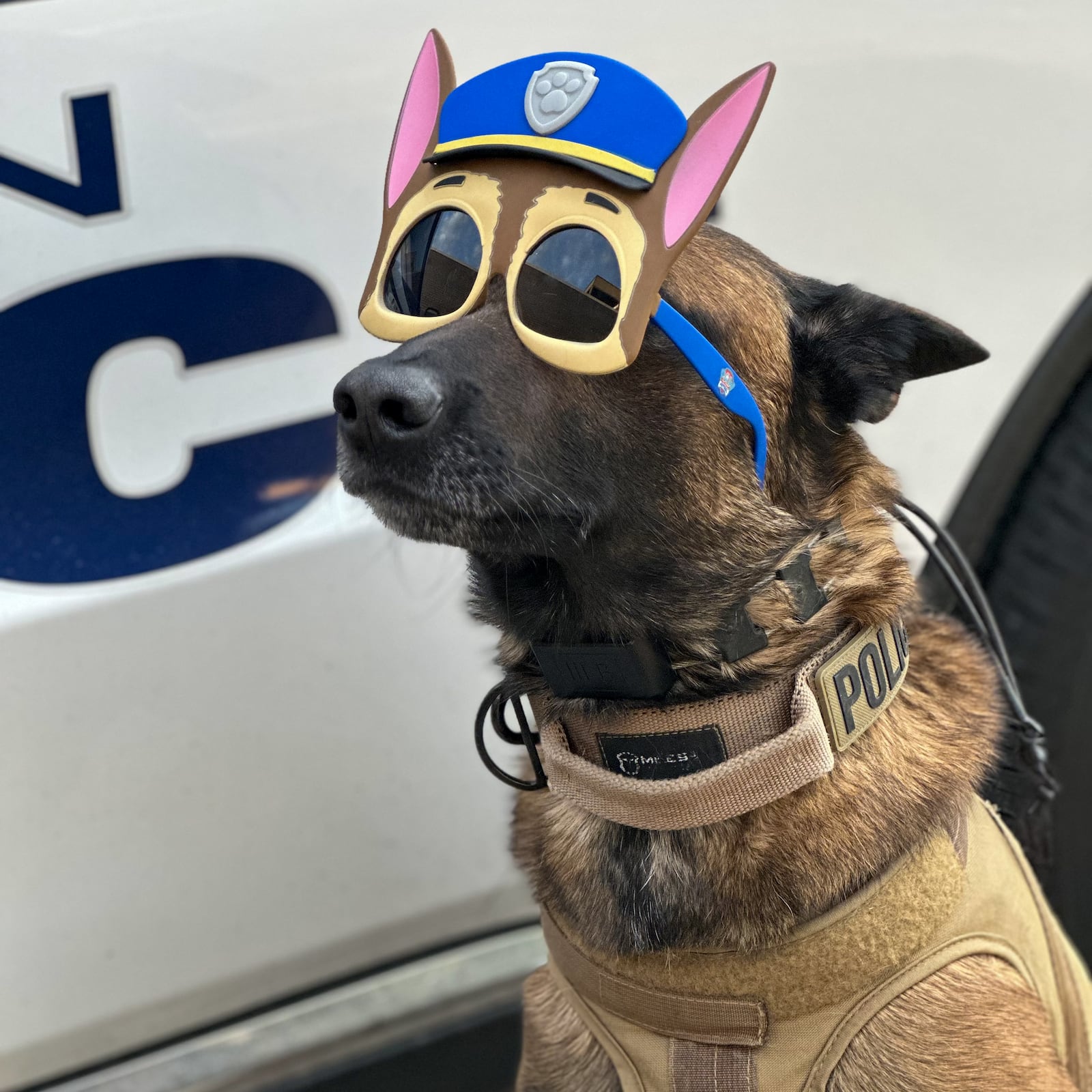 Scooby Doo, the fierce Belgian Malinois canine police officer for the Dayton Police Department, shows his silly side. CONTRIBUTED PHOTO