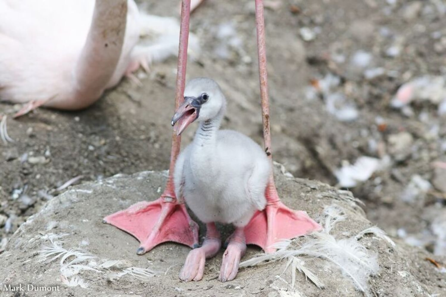 PHOTOS: This first look at Cincinnati Zoo's Zoo babies will be the best part of your day