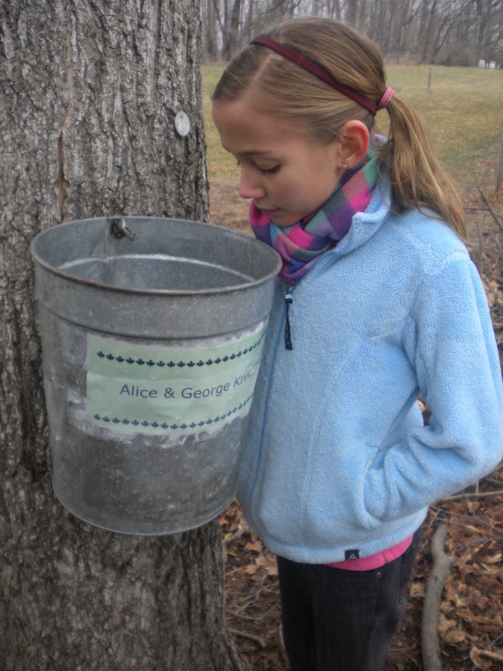 Sugarbush Walk participants might even get a taste of the fresh maple sap - Contributed