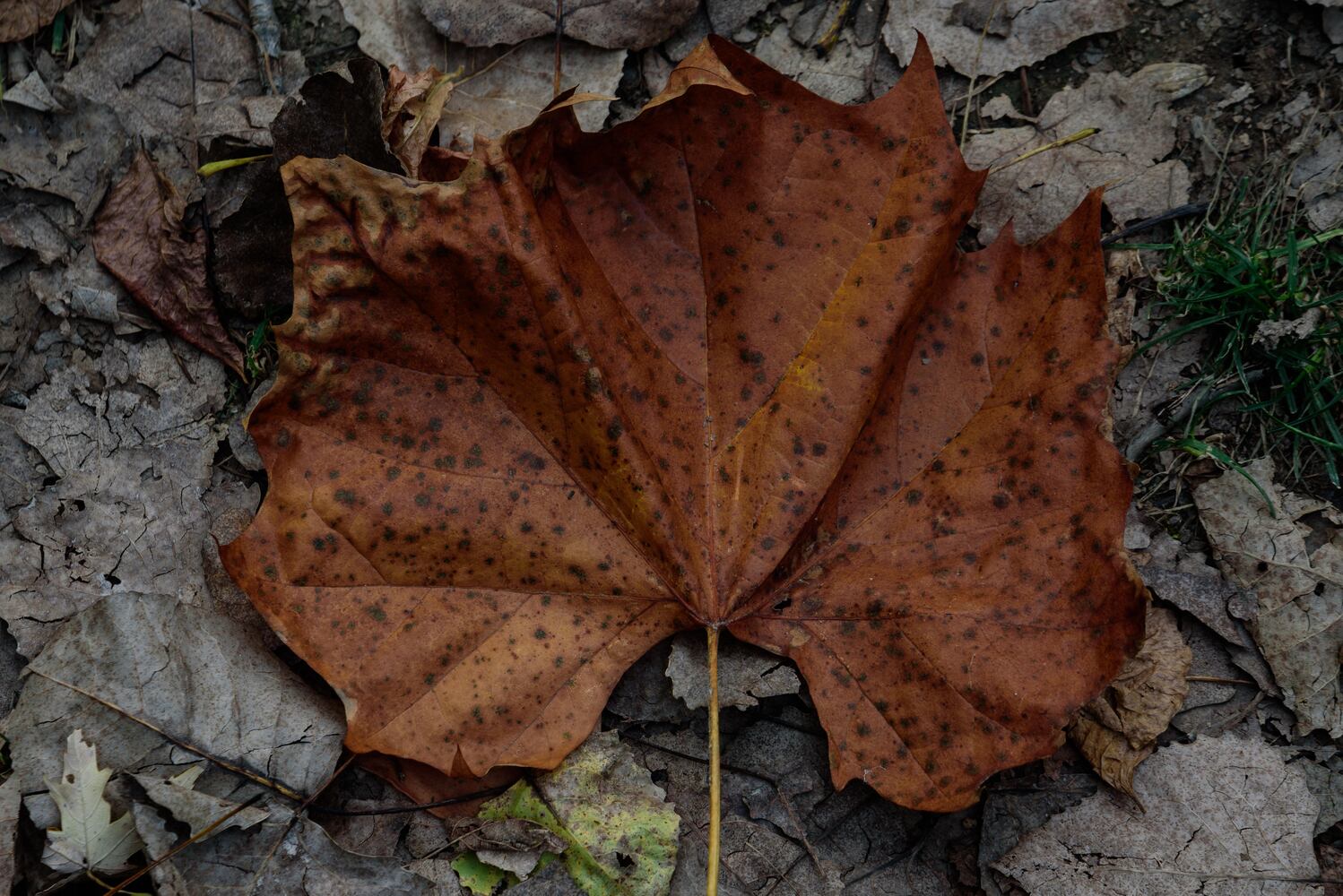 Huffman MetroPark in the fall