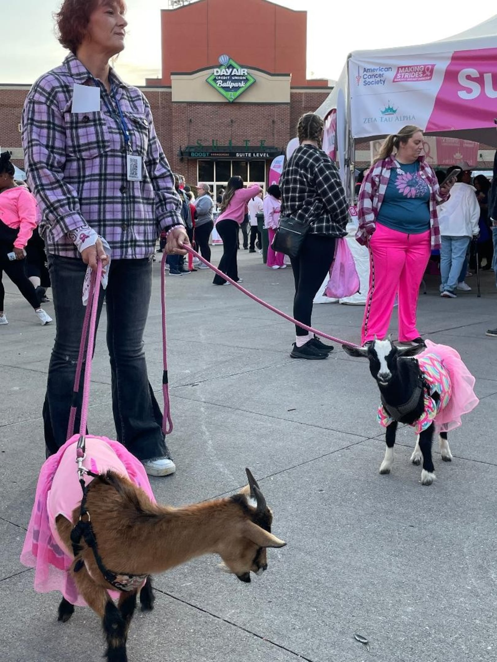 A pair of goats donned in pink in support of the 28th Making Strides Against Breast Cancer of Dayton event Oct. 11 at Day Air Ballpark. PHOTO BY RUSSELL FLORENCE JR.