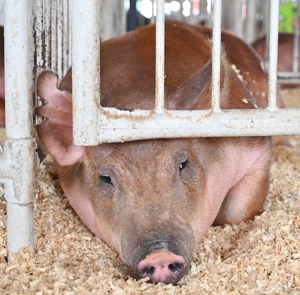 081525 DDN Miami County Fair