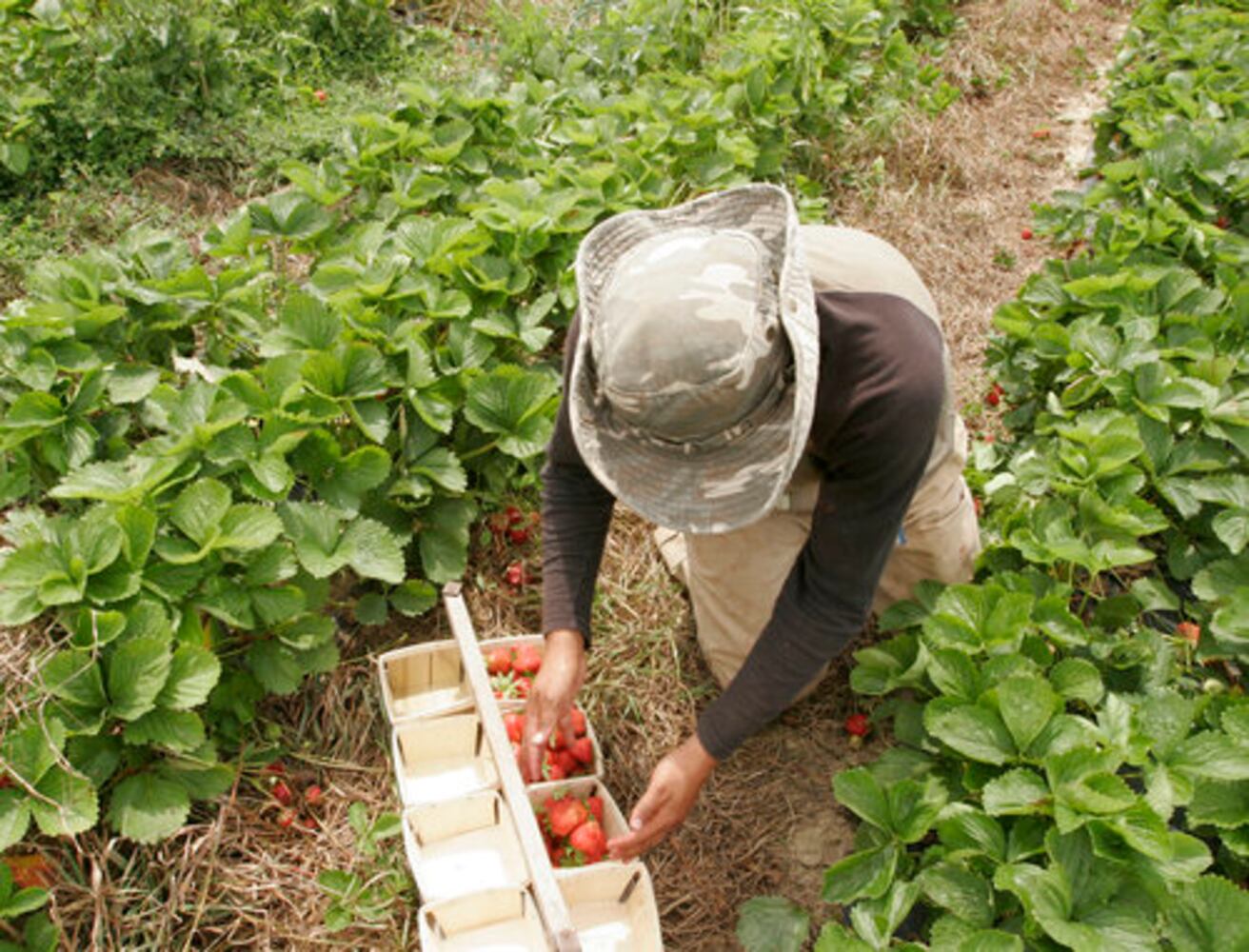 Fulton Farms strawberry fields