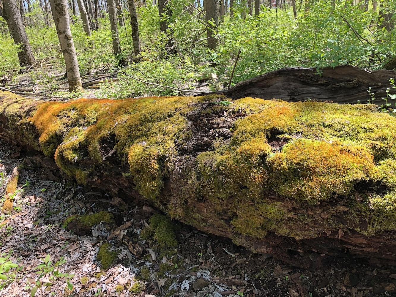 Wesleyan MetroPark
