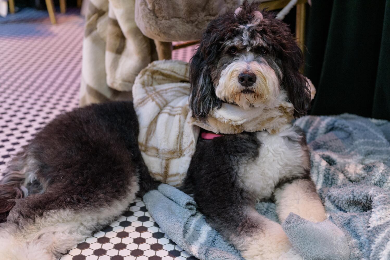 PHOTOS: Did we spot you at the Pet Afflaire Gala at the Dayton Arcade?