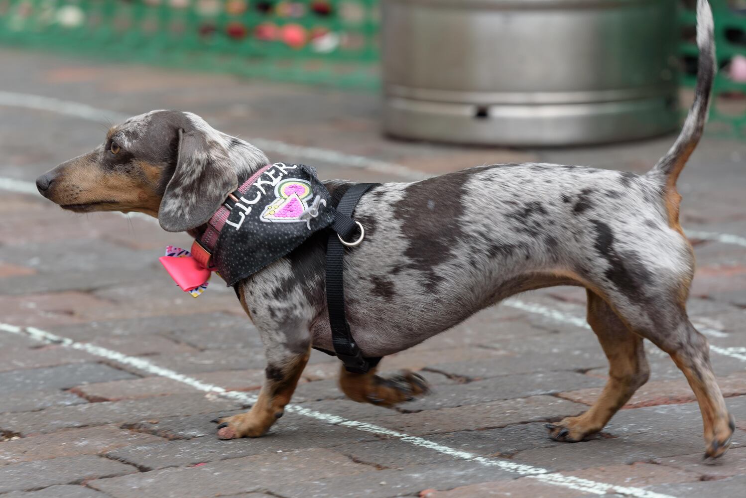 PHOTOS: Did we spot you at the Derby Day Wiener Dog Race in The Oregon District?