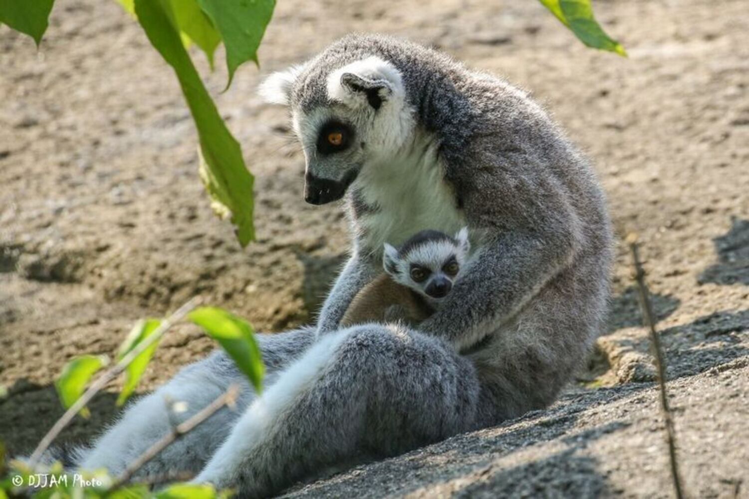 PHOTOS: This first look at Cincinnati Zoo's Zoo babies will be the best part of your day