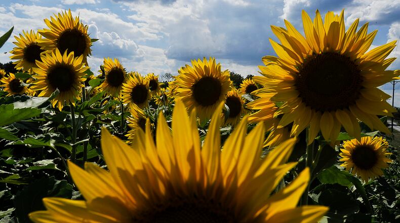The Yellow Springs sunflower field along U.S. 68 is returning mid-September after a two-year hiatus due to the coronavirus pandemic and too much rain. Staff photo by Bill Lackey