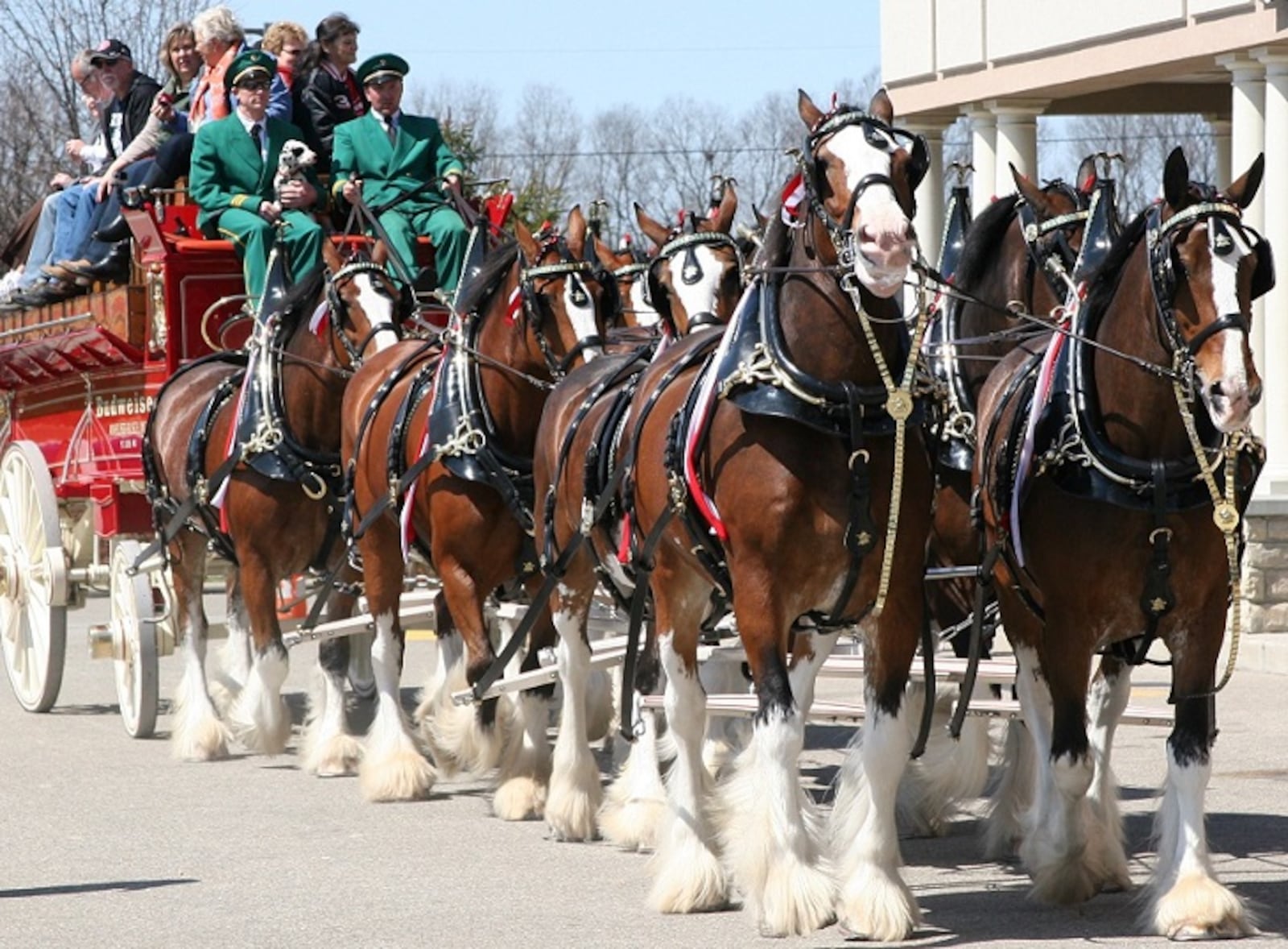 The Budweiser Clydesdales are coming to Dayton on Wednesday, March 28. This photo was taken during a visit to Trenton, Ohio in 2015. FILE
