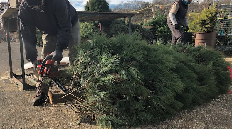 Dan Venard, an employee of Joe's Pines in the parking lot of the former Neil's Heritage House in Kettering, trims the bottom of a tree he just sold. Live trees are in high demand and short supply this holiday season. MARK FISHER/STAFF