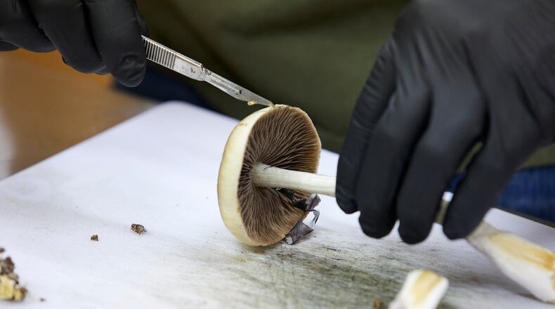 Gared Hansen cuts psilocybin mushrooms in his Uptown Fungus lab to prepare for distribution in Springfield, Ore., Monday, Aug. 14, 2023. (AP Photo/Craig Mitchelldyer)