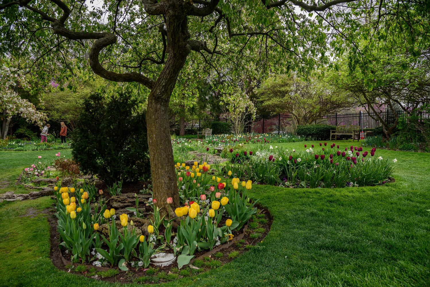 PHOTOS: Multi-colored tulips are in full bloom at Smith Memorial Gardens