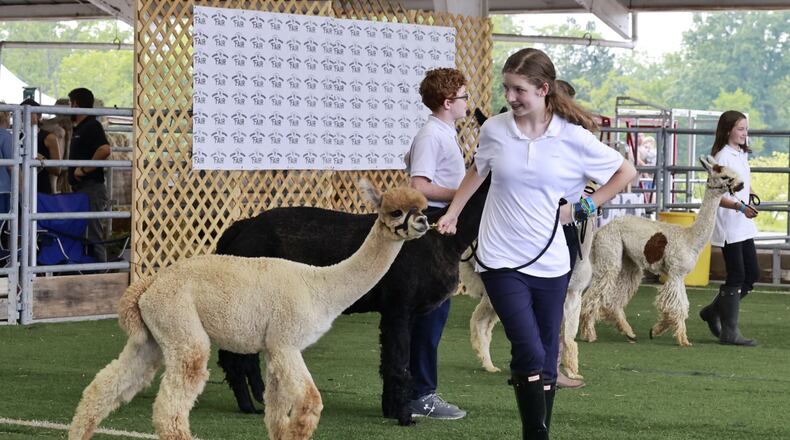 Ava Bowles, 13, shows her alpaca, Happy Camper, during the Warren County Fair Wednesday, July 19, 2023 in Lebanon. NICK GRAHAM/STAFF