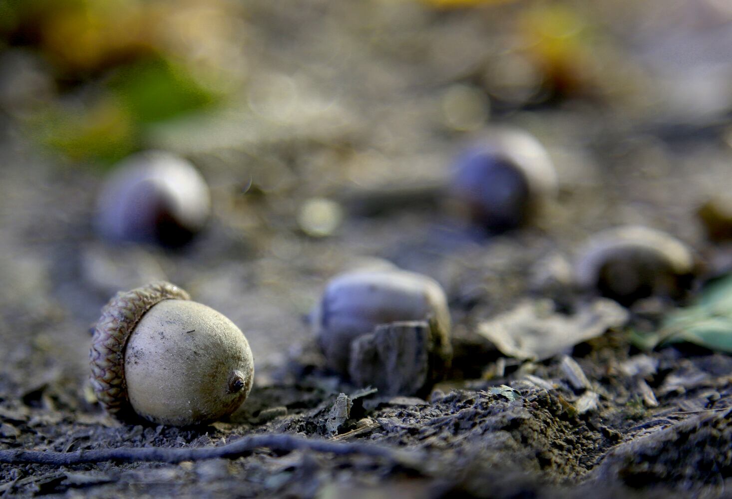 PHOTOS: New hiking trails at Germantown MetroPark explore a landscape of beauty