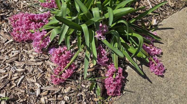 Hyacinth flowers after a freeze; drooping flower heads and translucent flowers result. CONTRIBUTED PHOTO