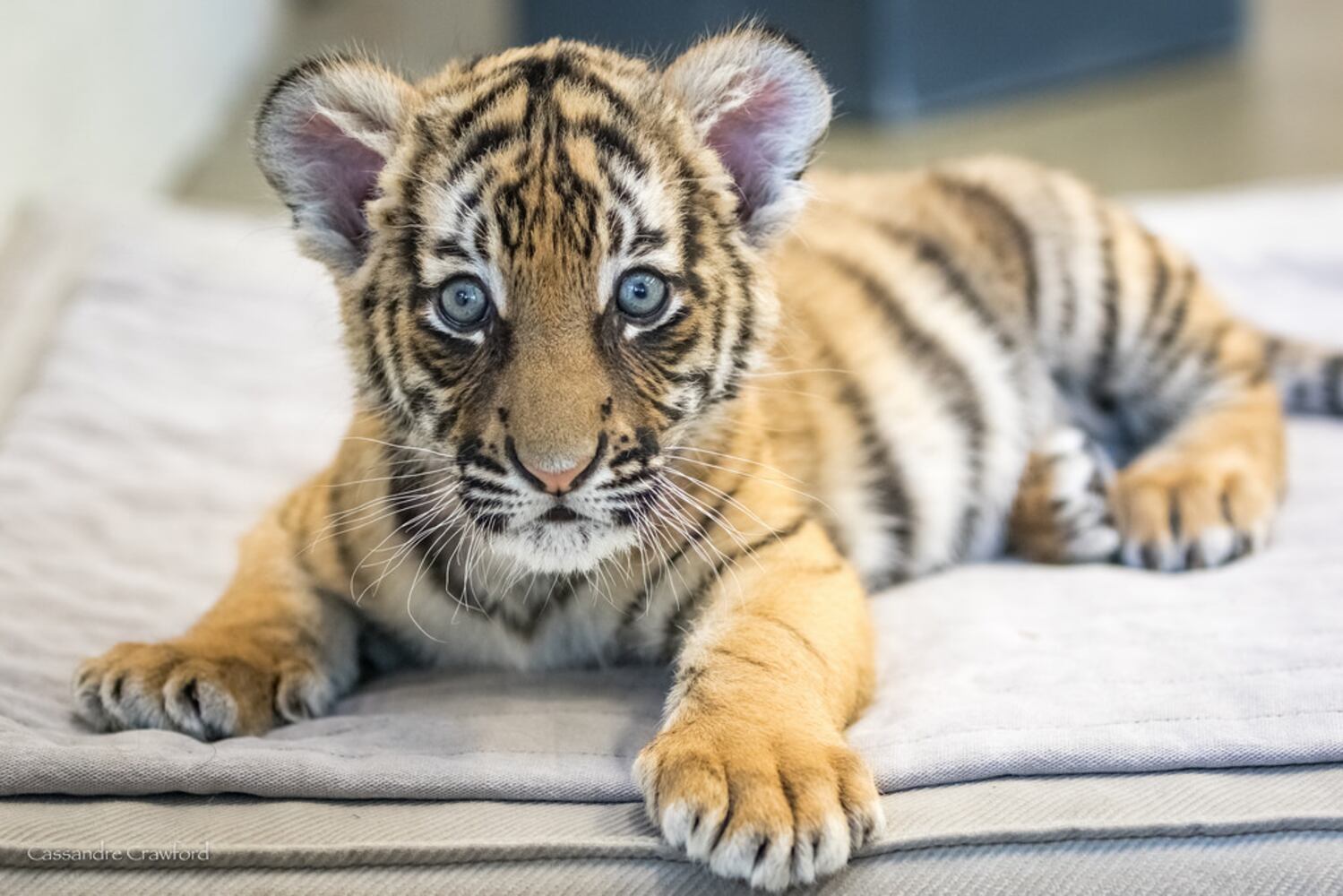 PHOTOS: Fall in love with Cincinnati Zoo babies