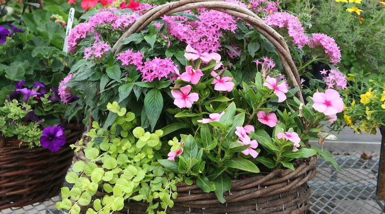 Containers are usually planted in soilless mixes and require the same care as hanging baskets. CONTRIBUTED